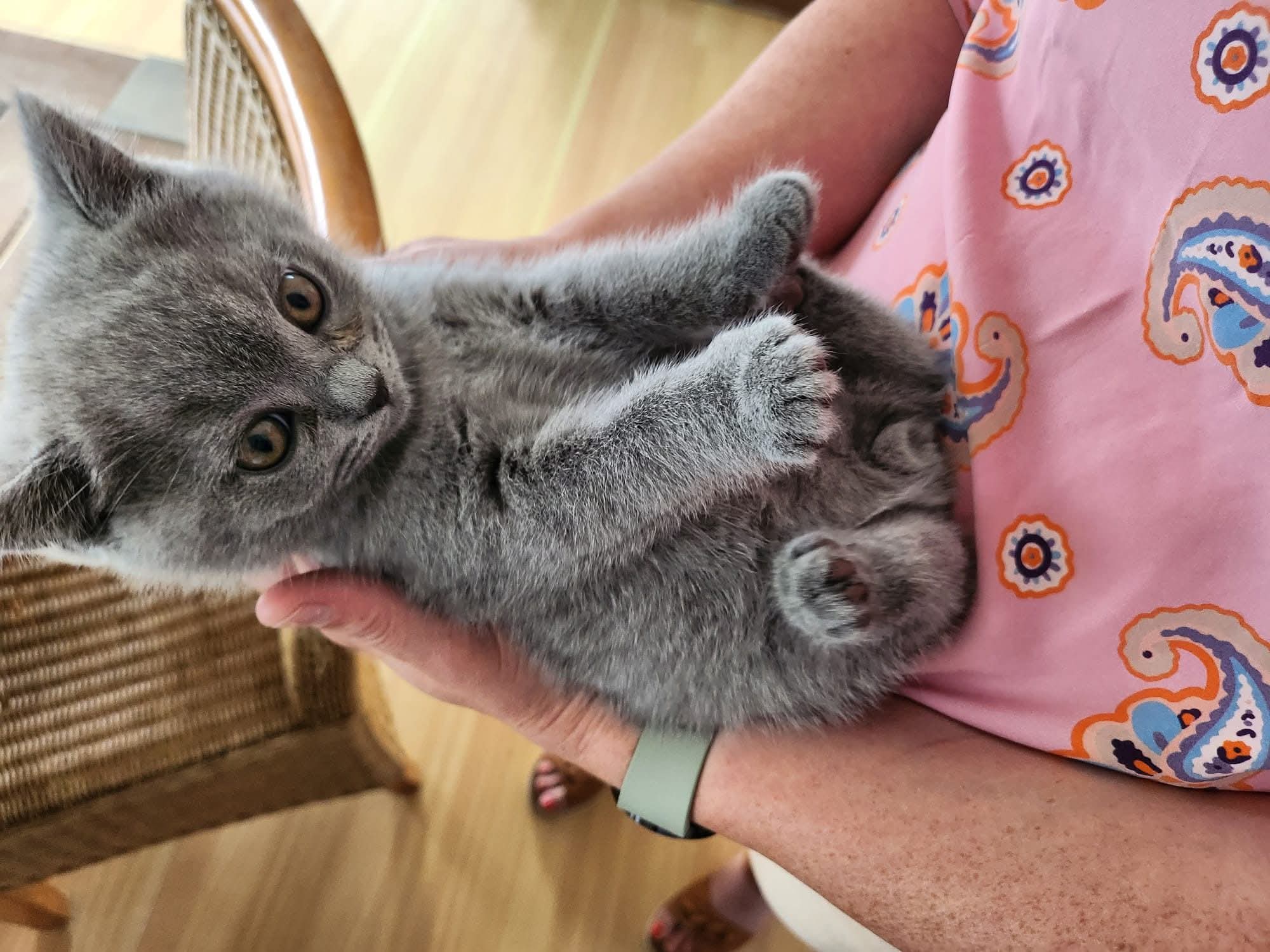 Sandfort Cattery thuis
